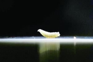 Screwworm