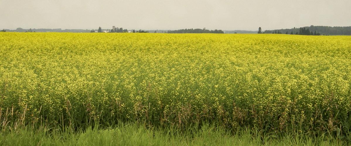 Canola