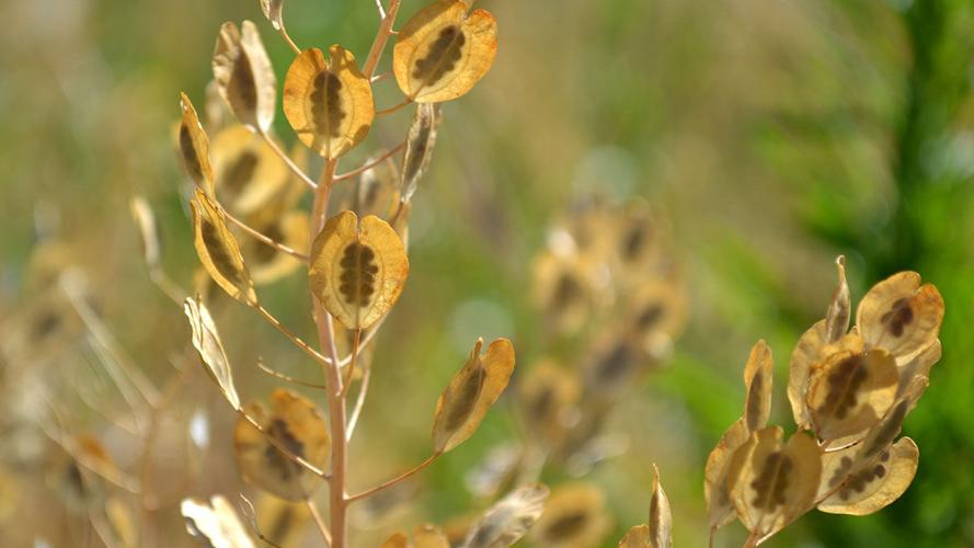 Pennycress close up