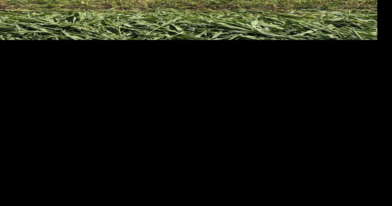 Amo grazing (86).JPEG