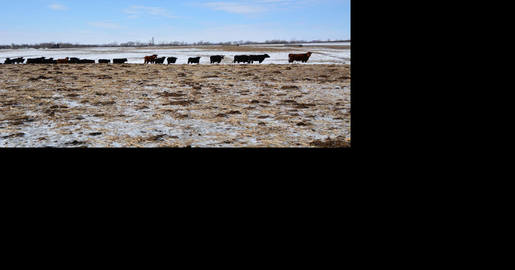 Strong demand meets tight supplies in cattle market