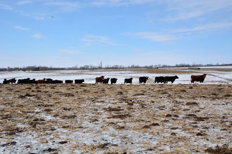 Frerichs cattle