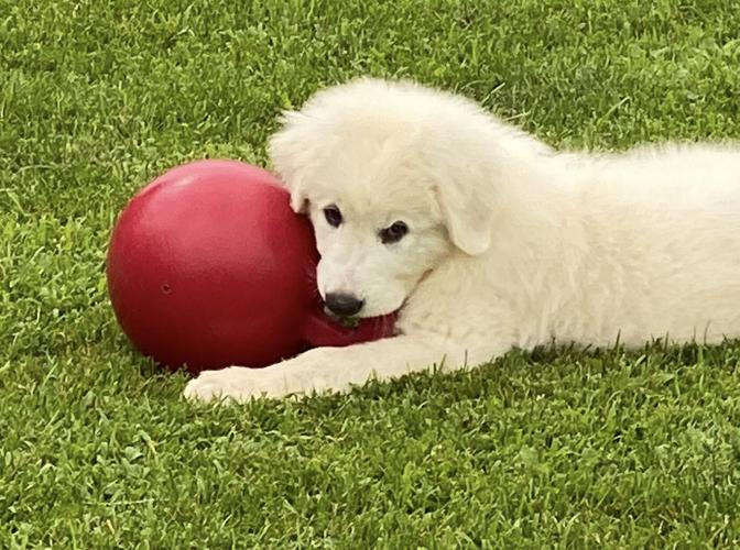 Candid Canine Corner