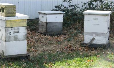 bee hives