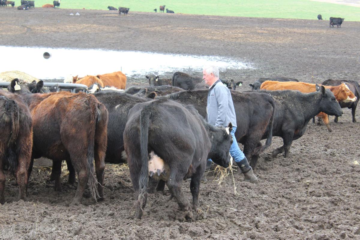 Martey Stewart cattle
