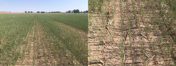 Kansas wheat 5.jpg