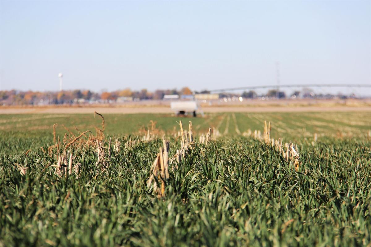 Nebraska cover crops