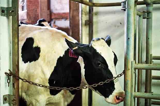 dairy cow