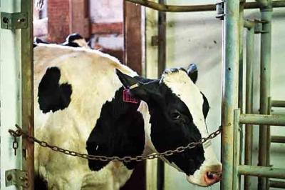 dairy cow