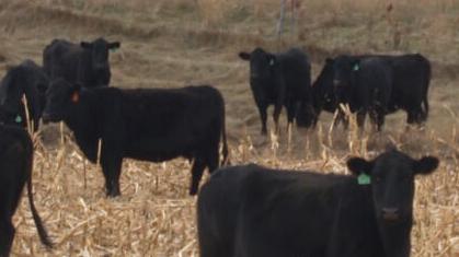 Cattle