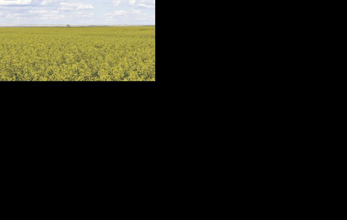 Canola