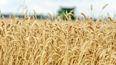 Wheat field