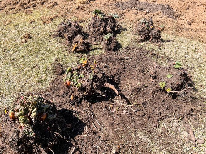 Rhubarb plants