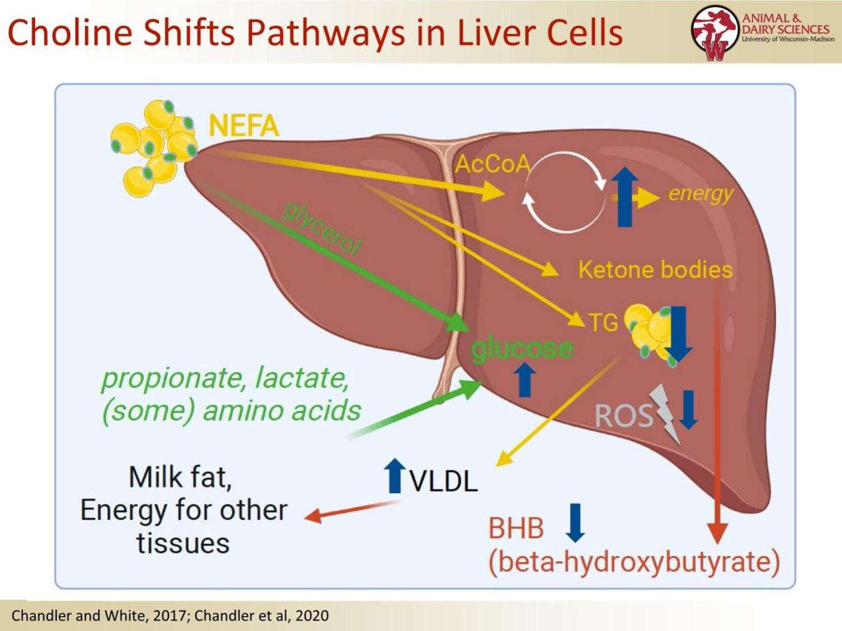 Choline shifts pathways