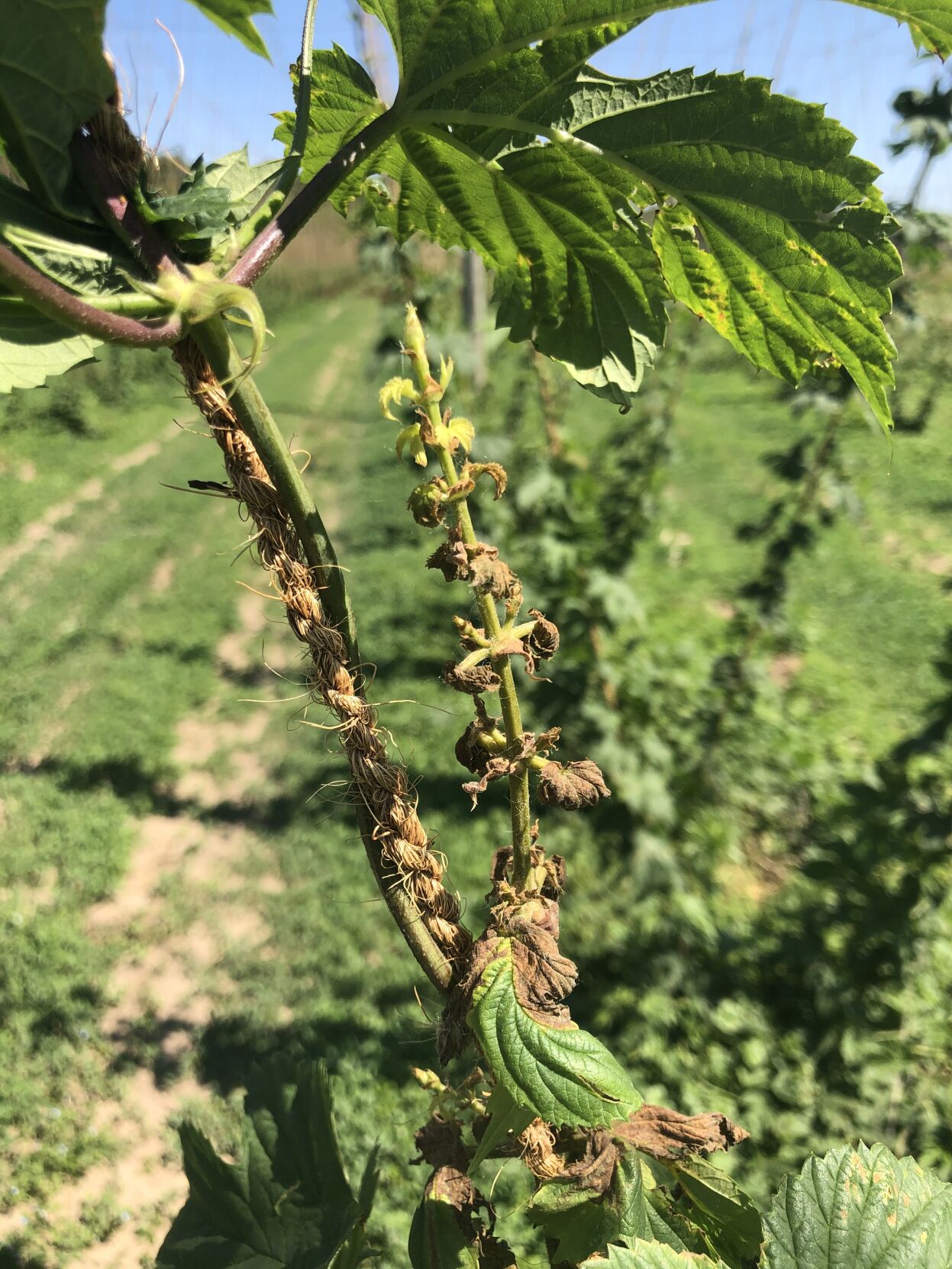 Lateral shoot with halo blight