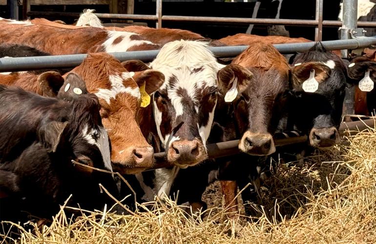 Jersey cross cows