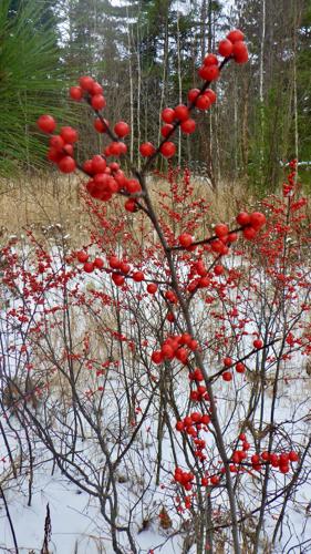 Winterberry