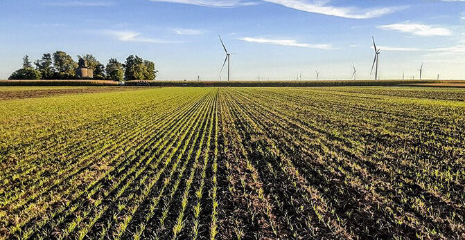 Cereal-rye lot