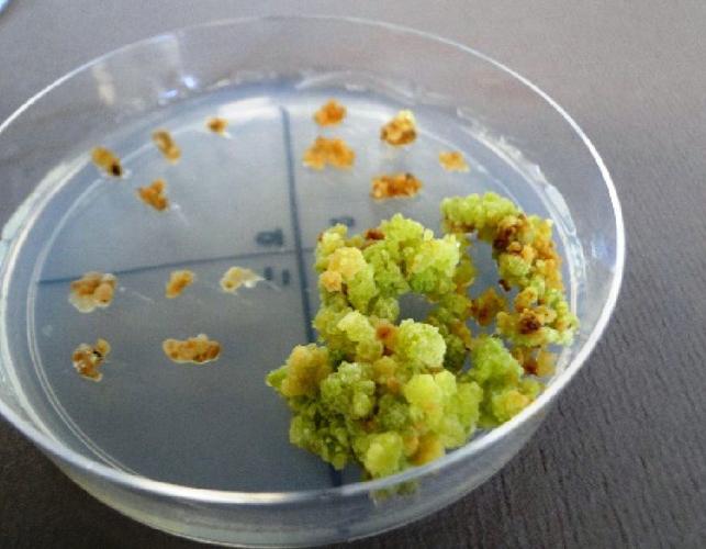 Alfalfa tissue culture