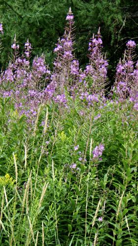 Fireweed