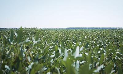 Business model provides capital to farms, returns to clients