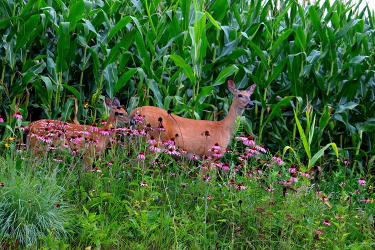 Deer