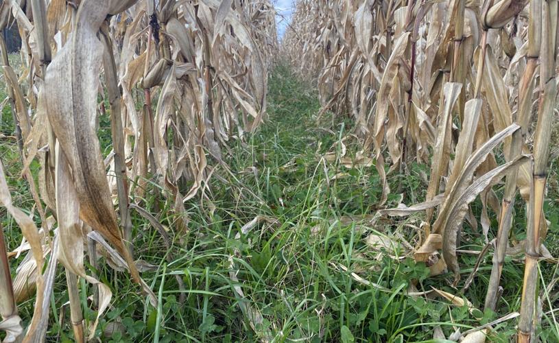 Cover crops