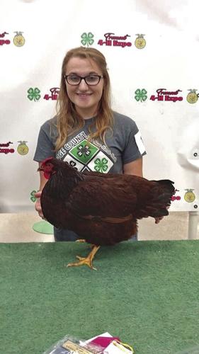 Chicken breeds Rhode island reds (3).JPG