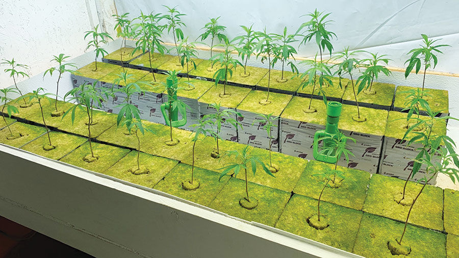 Hemp seedings