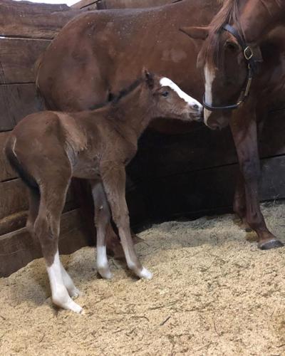 2 photo courtesy josie mcshane (3).JPG