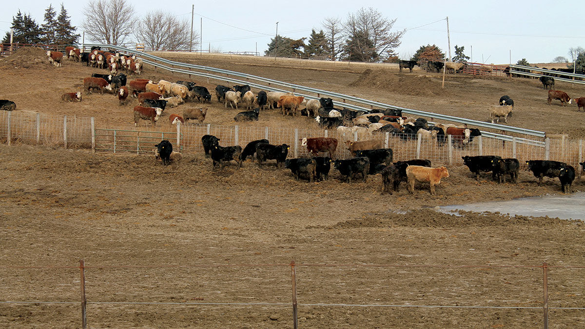 prepare feedlots for winter