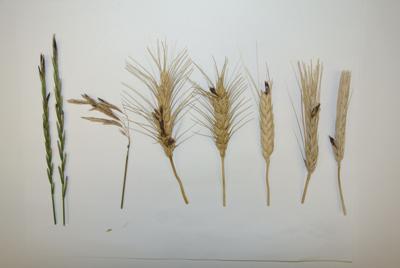 Vet Report Watch For Ergot Fungus In Wet Years Vet Report