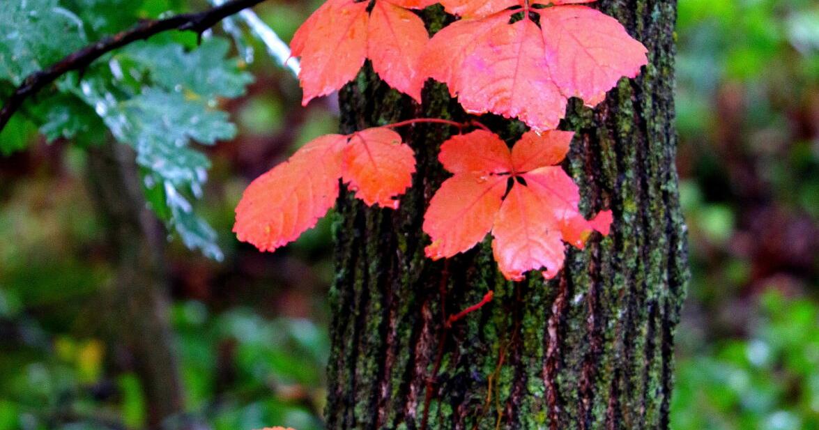 Autumn’s falling nuts ubiquitous