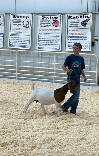 4-H goat 7.jpg