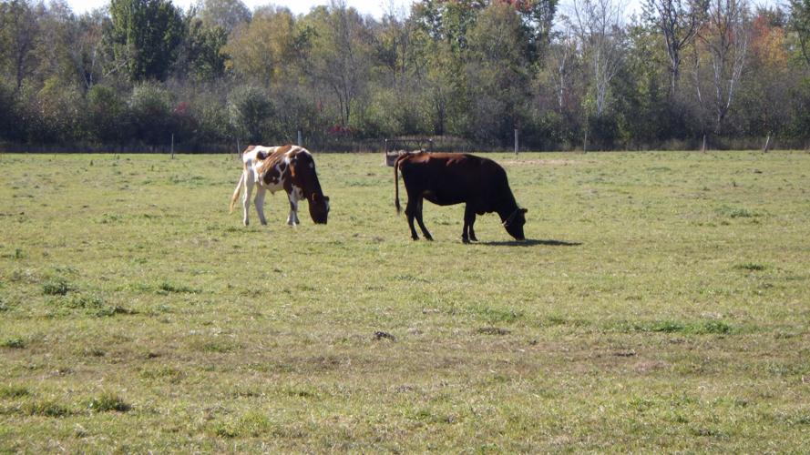Cattle