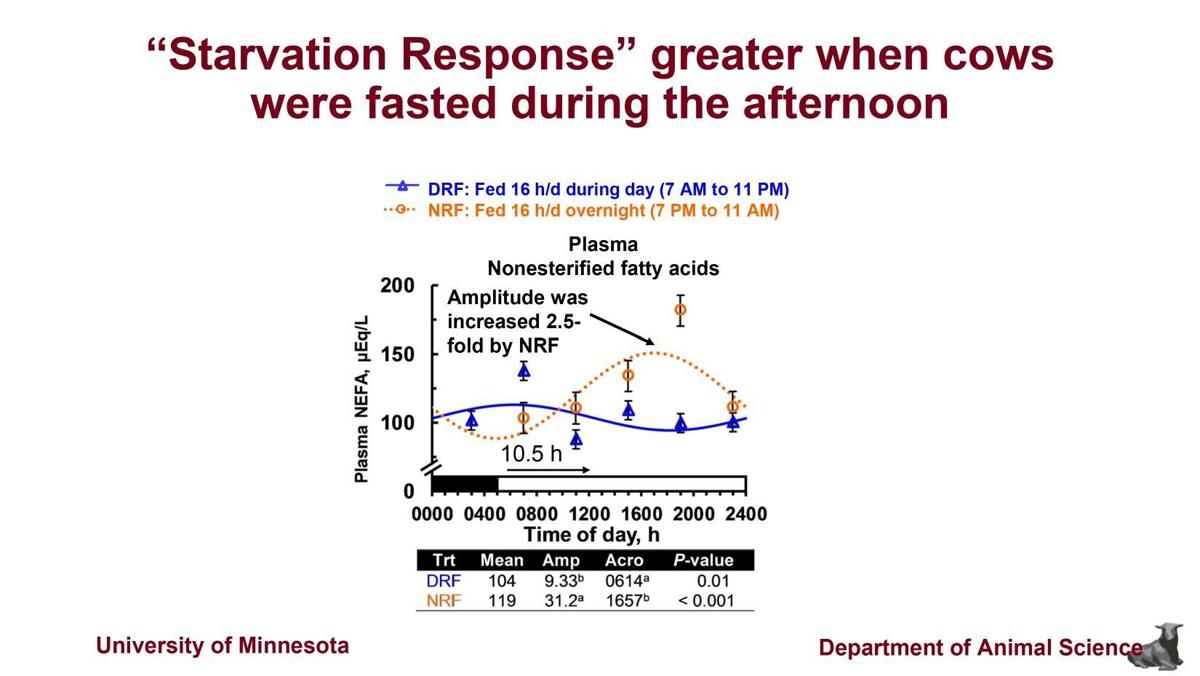 "Starvation response" greater when cows were fasted in afternoon