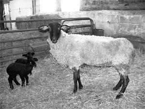 Ewes That Don’t Milk: Sleuthing the Cause 