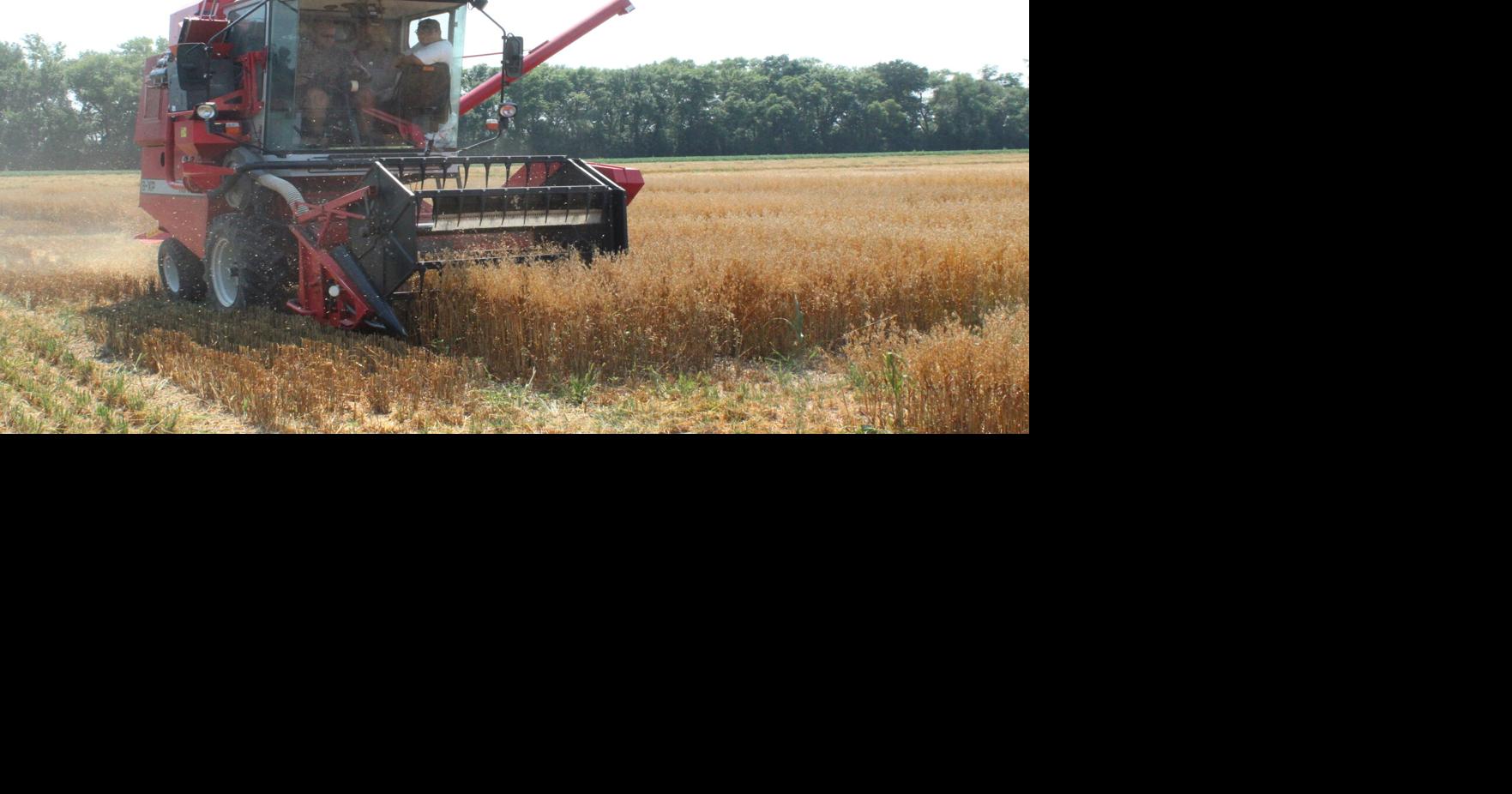 Summer heat speeds small grains toward harvest