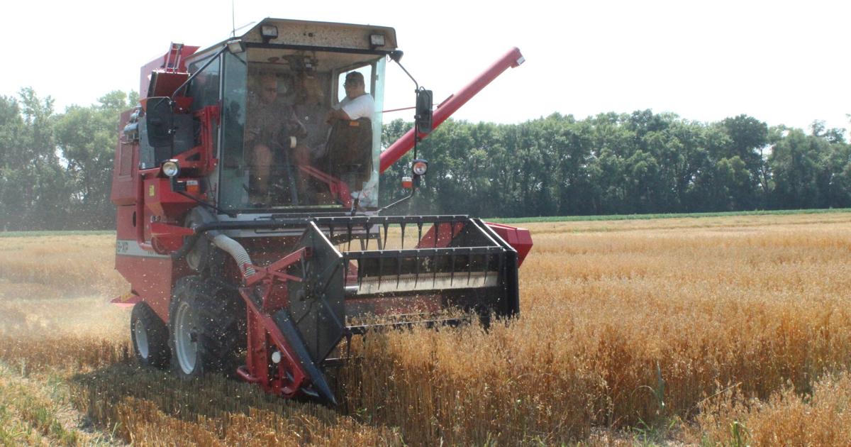 Summer heat speeds small grains toward harvest