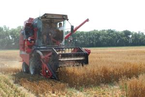 Summer heat speeds small grains toward harvest