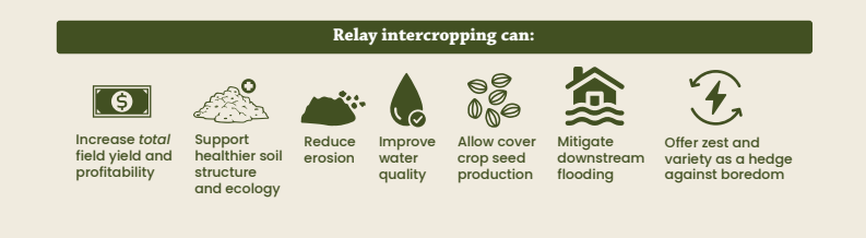 Relay intercropping graphic 2