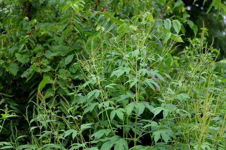Ragweed