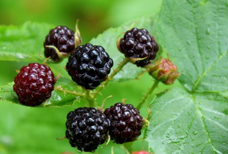Black raspberries