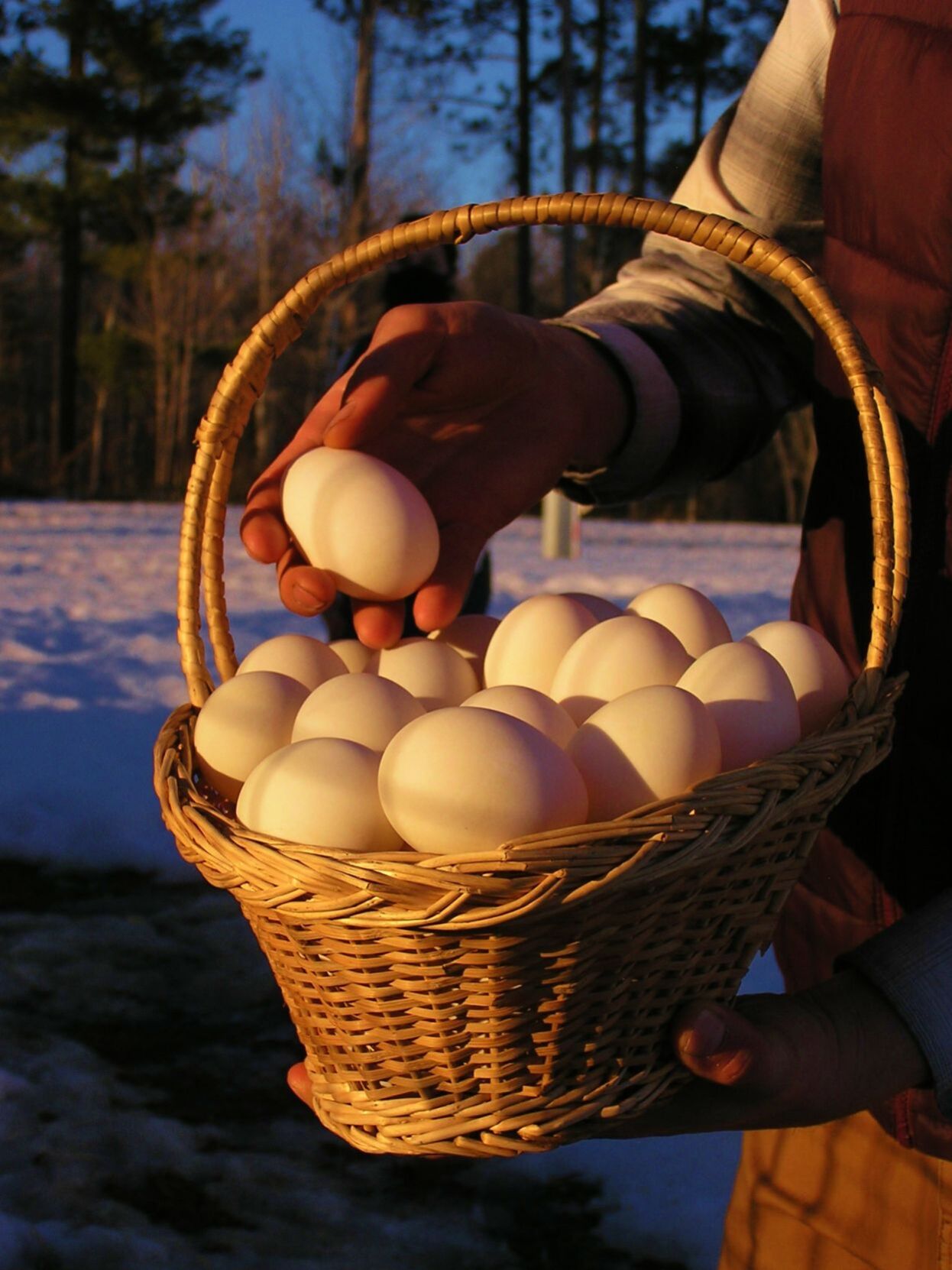 A Duck Egg Saga   605934b63d826.image 