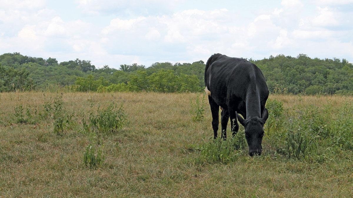 Grazing