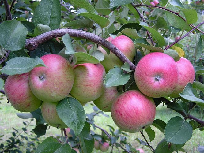 Apple tree