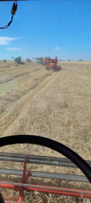 At the old time harvest