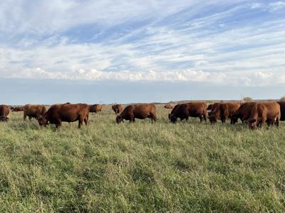 Virtual fence shows promise in productivity