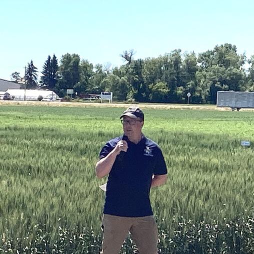 MSU spring wheat breeder