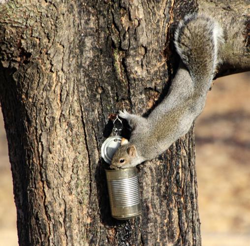 Squirrel